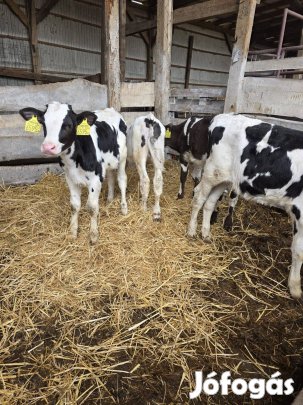 10db választos holsten bika!