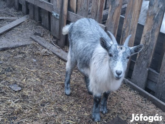 3 db nosteny kecske eladó