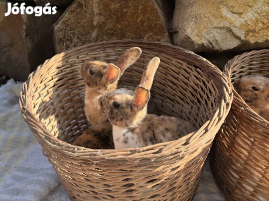 ?3 hónapos Klein Rex Nyuszik 