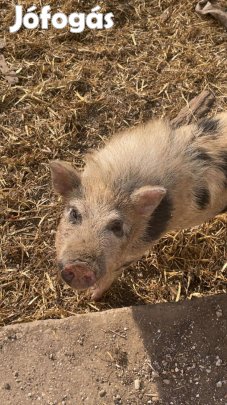 .6 honapos keverek kanok cserelheto mas haszon alatra barmit meg