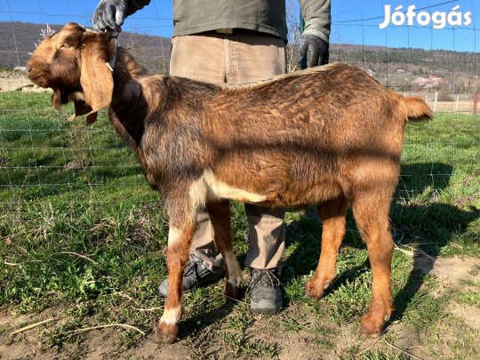 'A' törzskönyves anglo-núbiai tenyészbak