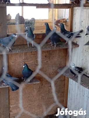 Alföldi dudoros postagalambok eladok