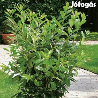 Babérmeggy 120-150 cm