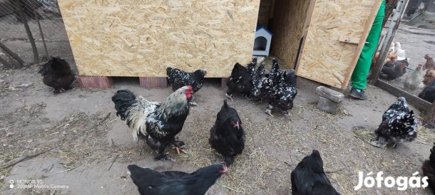 Brahma tyúkok és nem rokon kakasok eladók