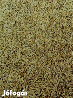 Fekete napraforgó még kapható !!! 