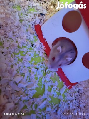 Fiatal Campbell törpehörcsög 