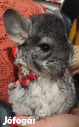 Gyerek Csincsilla eladó 