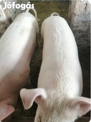 Háztáji hizó eladó 