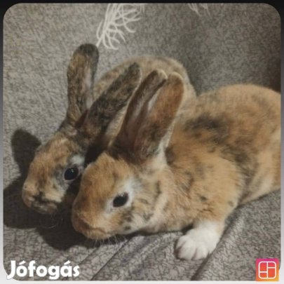 Költözésre kész nyuszik eladók 