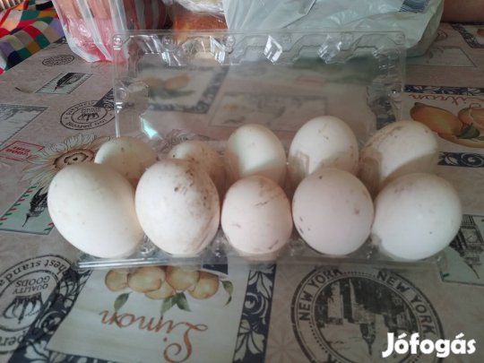 Libatojás kellne máshol