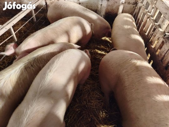 Más helyre költözne 