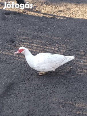 .Néma kacsa tojók eladók