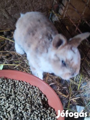 Rex húsvéti nyuszik!