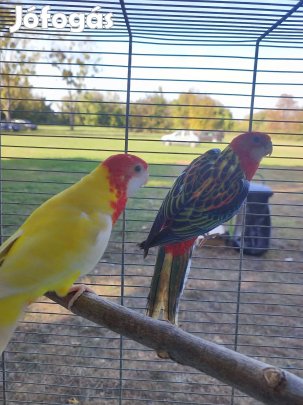 Rozella Pyrhurra papagájok