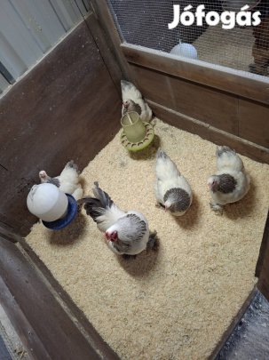 Törpe Brahma Fehér Kék