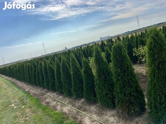 ? Smaragd tuja eladó! ?