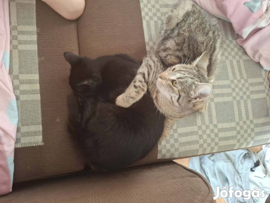 ? Szerető álomgazdit keresünk két különleges kincsünknek! ?