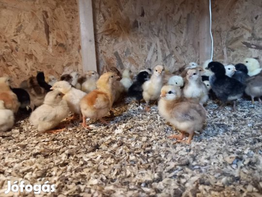 . Több fajta csibe költözne.