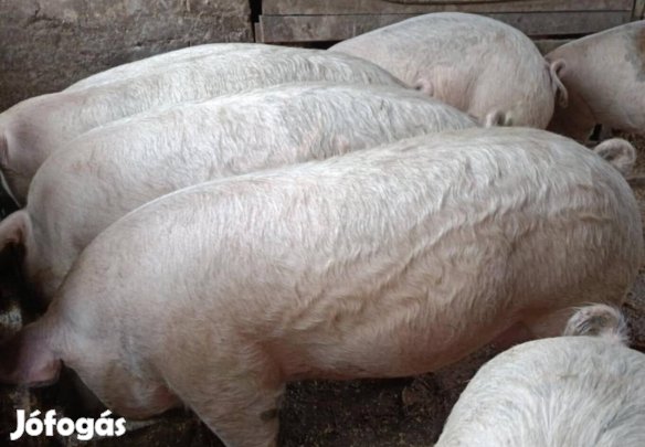 !!?Sertés Hízó!!?