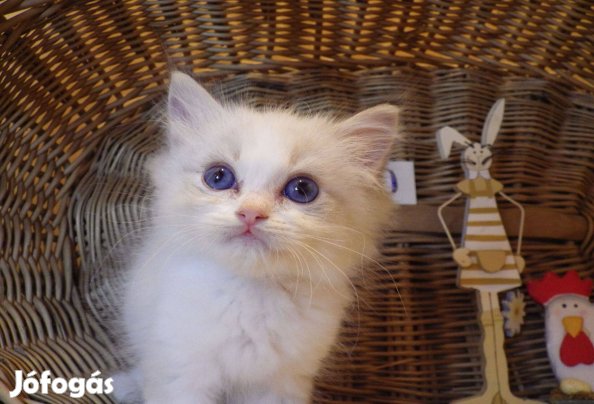 :) :) :) Törzzskönves Ragdoll Fiú!:) :) :)