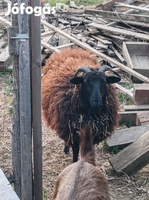 birka  toklyó eladó