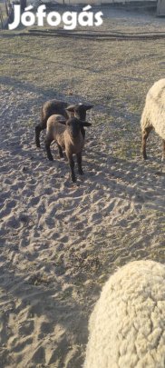 birka eladó Kecskeméten 