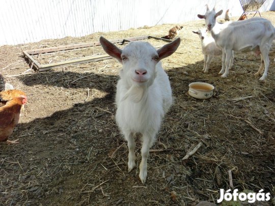 (énekes) Bak kecske eladó