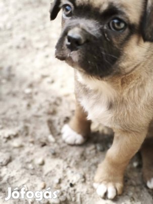 kiskutyák  Ingyen elvihető