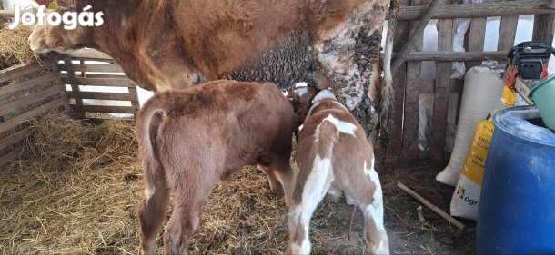 magyartarka tehén és 2 bika borju
