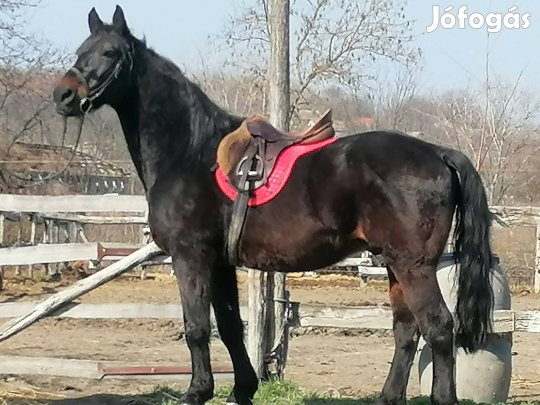 nyugot herélt ló 