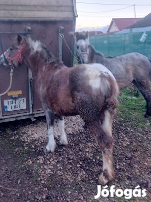 poni csődörok Eladók 