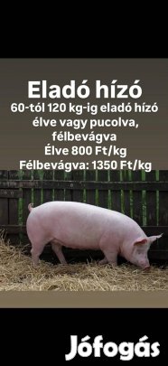 süldők hízok szabadtartásból eladó