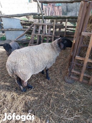 vágó  juh eladó