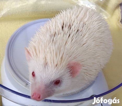 aafrikai feherhasú törpesün