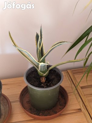 agave kaktusz (csíkos)