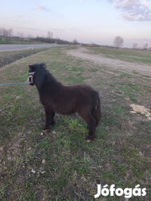 akció 3db egy áraje