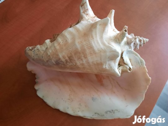 akvarisztika, kagyló, csiga, dekoráció 