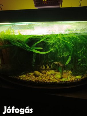 akvárium halakkal, növényzettel