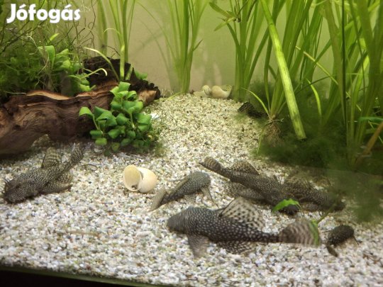 algaevő harcsa