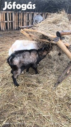 alpesi jellegű fiatal  bak kecske eladó 