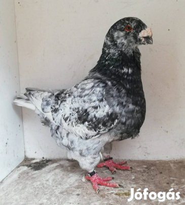 amerikai óriás posta óriásposta eladó 