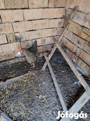 amrock család eladó