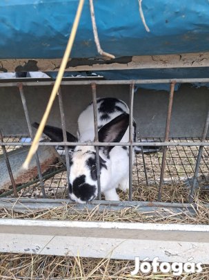 anya és bak nyúl eladó Sarkad