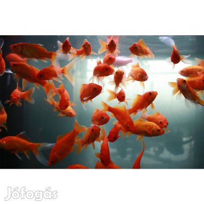 aranyhal kerti tóba 