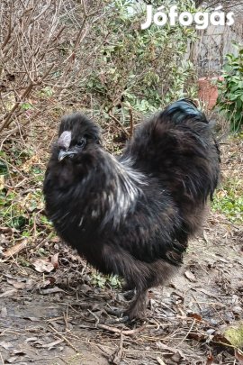 araucana, selyem, ayam cemani kakasok eladók