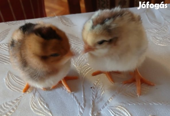 araucana tenyésztojás