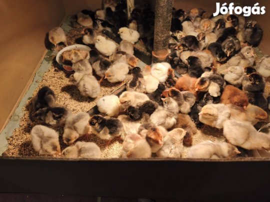 australorp, selyem, wyandotten 