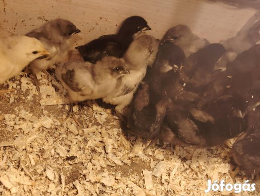 australorp csibe 1 hetesek múltak