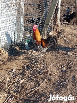 australorp és marans kakasok 