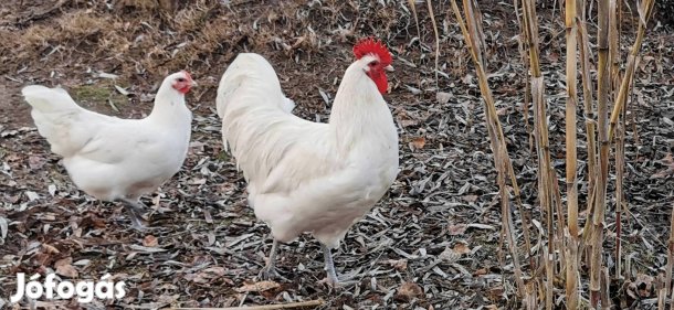 australorp itáliai tojás 